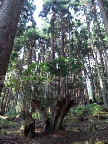 21世紀の森公園（岐阜県関市）の珍しい大株杉と社