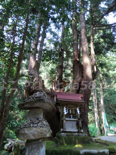 21世紀の森公園（岐阜県関市）の珍しい大株杉と社