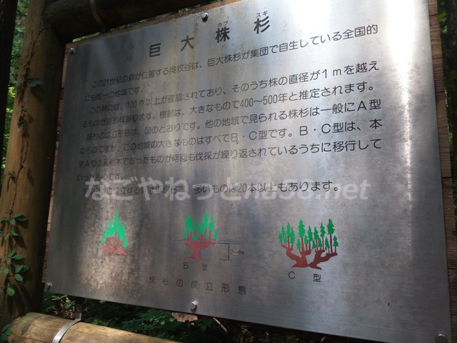 21世紀の森公園（岐阜県関市）の珍しい大株杉解説
