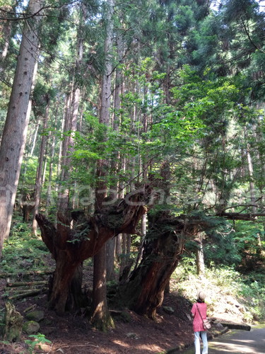 21世紀の森公園（岐阜県関市）の珍しい大株杉