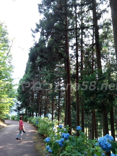 21世紀の森公園（岐阜県関市）杉並木とハイキングコース
