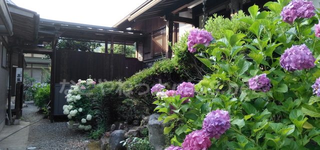 岐阜県桂昌寺あじさい祭りで和尚さんがスーパーマンだった!(岐阜県郡上市) 岐阜県桂昌寺あじさい祭りで和尚さんがスーパーマンだった!(岐阜県郡上市)