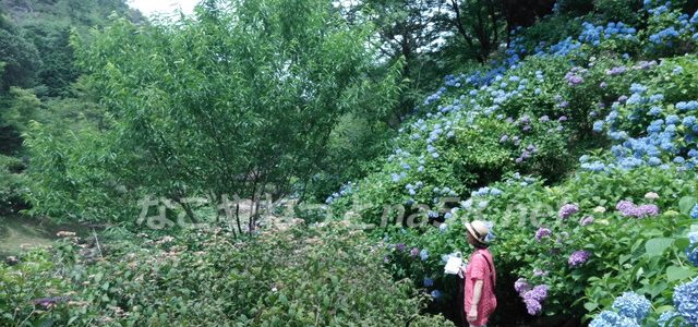 岐阜県あじさいの名所ランキング・すべて行ってきました!2018年 岐阜県あじさいの名所ランキング・すべて行ってきました!2018年
