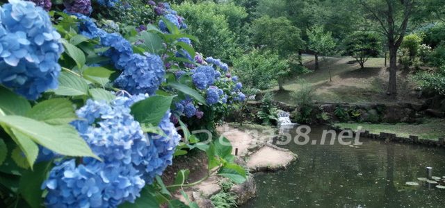 みのかも健康の森・紫陽花と睡蓮の共演が見ごたえあり!スゴかったです!(岐阜県) みのかも健康の森・紫陽花と睡蓮の共演が見ごたえあり!スゴかったです!(岐阜県)