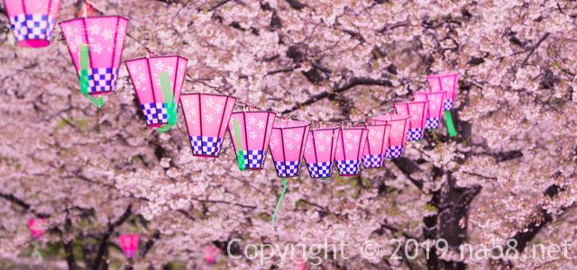 桜の開花予想2019年は?満開も予想できるよ!(1月 東海地方版) 桜の開花予想2019年は?満開も予想できるよ!(1月 東海地方版)