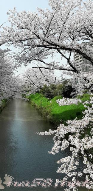 御用水跡街園　桜　桜並木