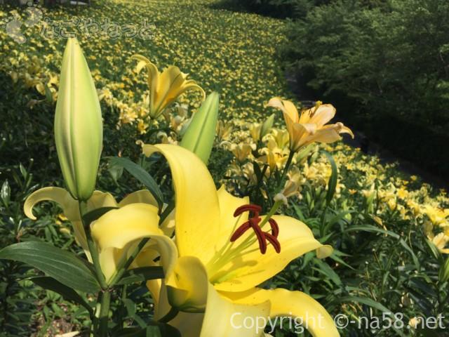 可睡ゆりの園（静岡県袋井市）の黄色いゆりのじゅうたん