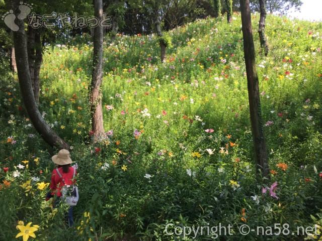 可睡ゆりの園（静岡県袋井市）の五色のゆりのじゅうたん広がる