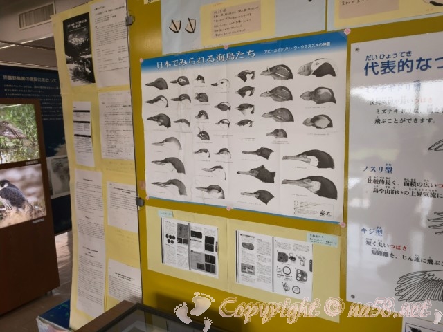 弥富野鳥園（愛知県弥富市）の2階、日本の海鳥