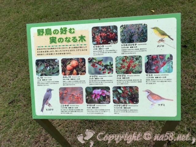 弥富野鳥園（愛知県弥富市）野鳥の好む実のなる木