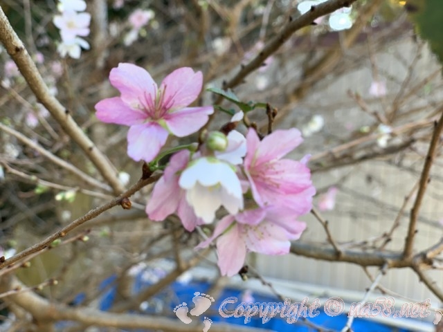 「小原の四季桜」愛知県豊田市、2019年11月12日現在2～3分咲き