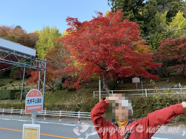 大井平公園（豊田市稲武町）のバス停付近の紅葉