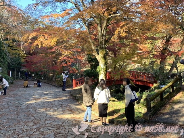 熱海梅園（静岡県熱海市）のもみじまつり、見ごろ紅葉