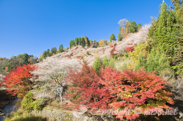 風光明媚な日本の田舎、桜など咲く風景