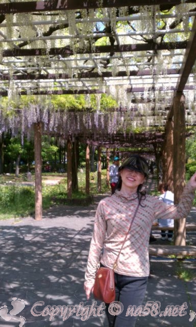 名古屋城の周囲の藤の回廊の藤