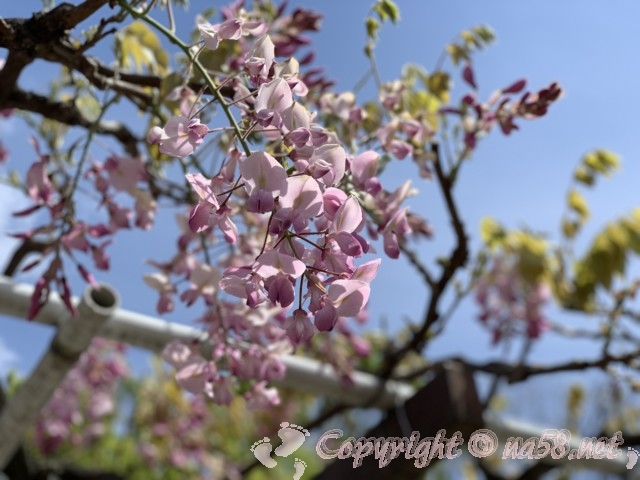 藤の花 名古屋城 お城の北と東側に藤の回廊が 見ごろ 駐車場 名古屋市 なごやねっと Na58 Net