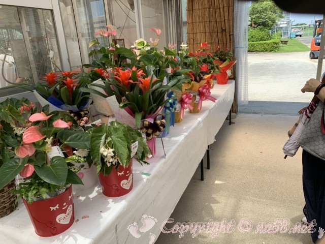 愛知県西尾市「憩いの農園・バラ園」温室内の美しい花々