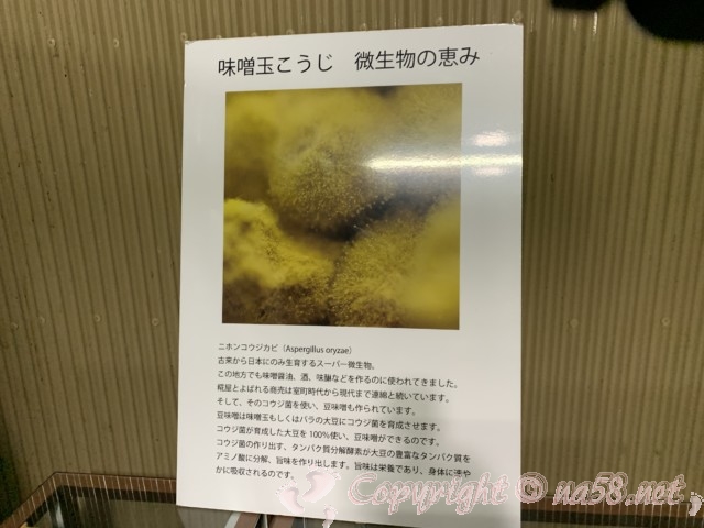 味噌蔵見学、はと屋みそパーク（愛知県西尾市）麹菌の説明と写真