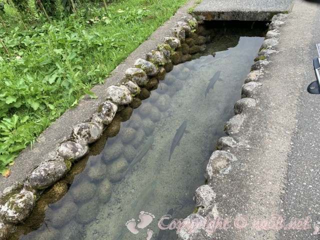 「萩町合掌造り集落」（岐阜県白川村）岩魚の泳ぐきれいな用水路