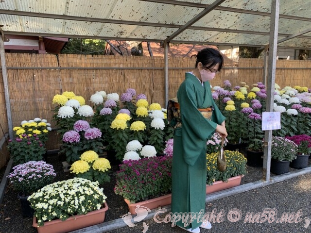 津島神社（愛知県津島市）の菊花展