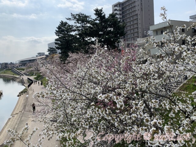 岡崎桜まつり　乙川沿いの大木の桜並木