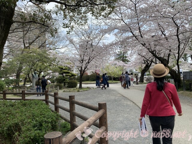 岡崎公園の桜　桜まつり期間