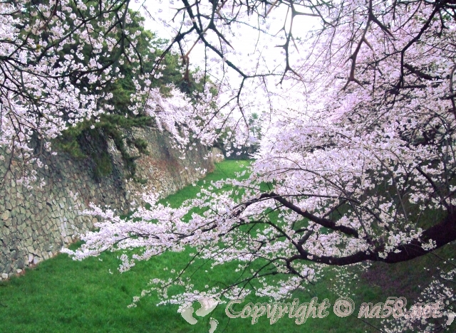 名古屋城　お堀　桜