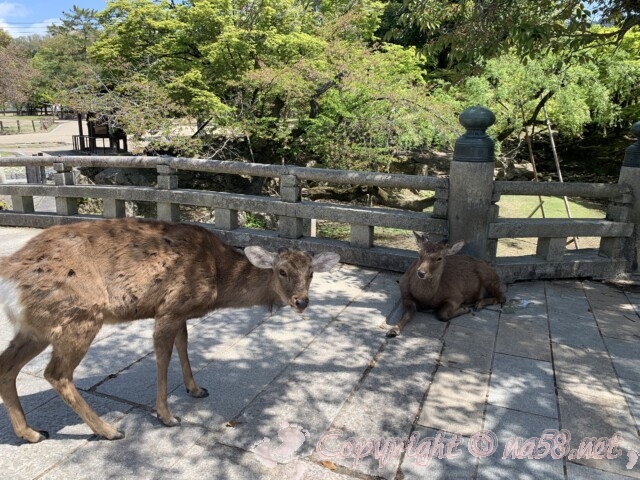 奈良県　奈良公園の鹿