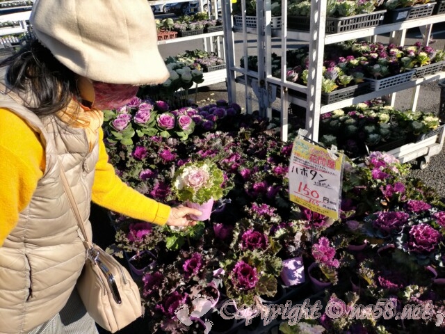 伊木山ガーデン（岐阜県各務原市）11月の花販売