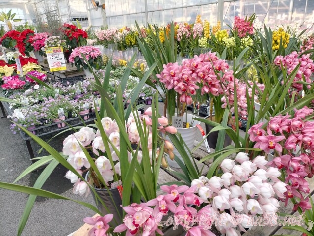 伊木山ガーデン（岐阜県各務原市）11月の花販売