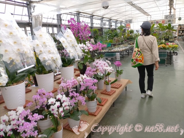 日本ライン花木センター・花　鉢植え