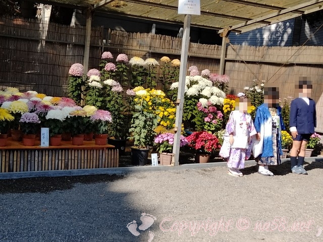 津島神社（愛知県津島市）　七五三の写真　菊花展前