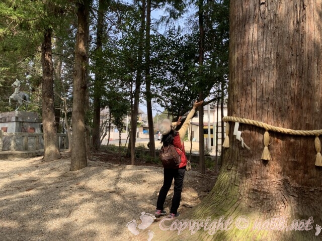 猿投神社（愛知県豊田市）参道の巨大な杉の木