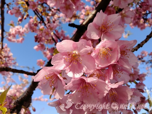 河津桜　満開