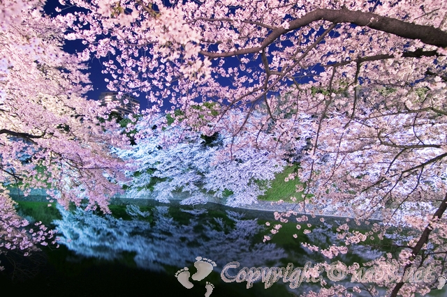 桜　さくら　サクラ　ライトアップ