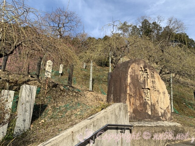 大縣神社　梅園の石碑