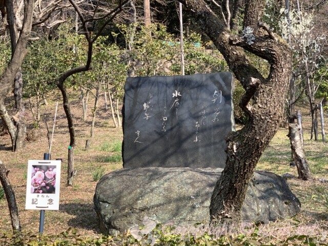 梅林公園（岐阜市）梅の木と句碑