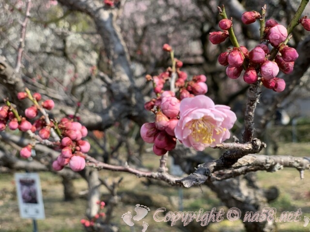 梅林公園（岐阜市）桃色の梅