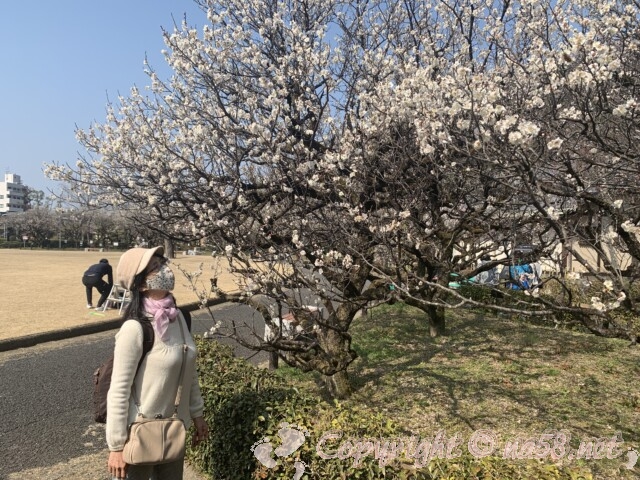 梅林公園（岐阜市）広場付近の満開の梅