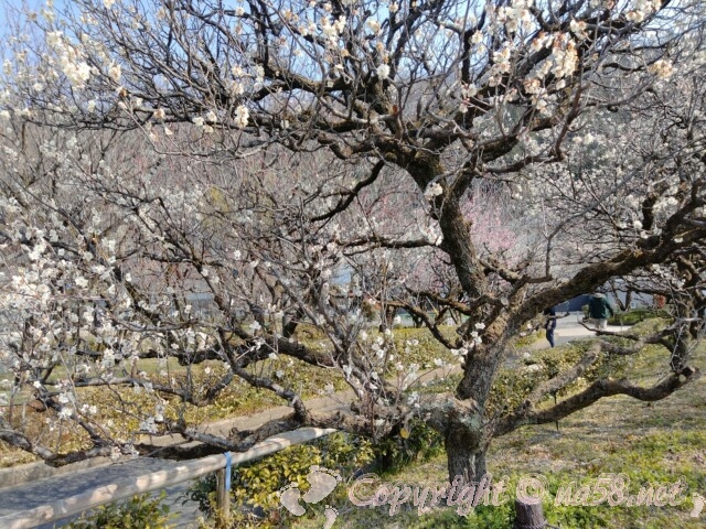 梅林公園（岐阜市）大ぶりな白い梅の木