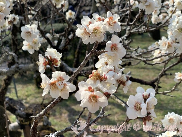 梅林公園（岐阜市）白色の梅