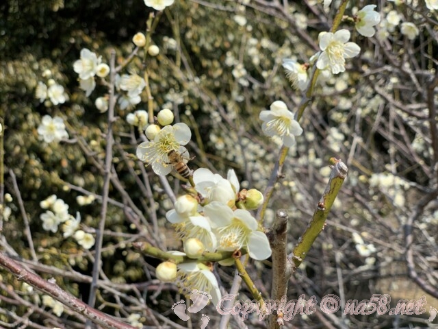 梅林公園（岐阜市）薄黄色の梅