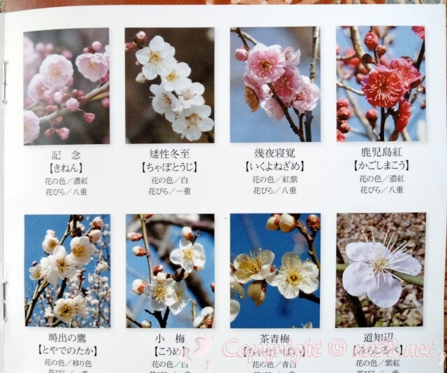 梅林公園（岐阜市）中咲種の梅