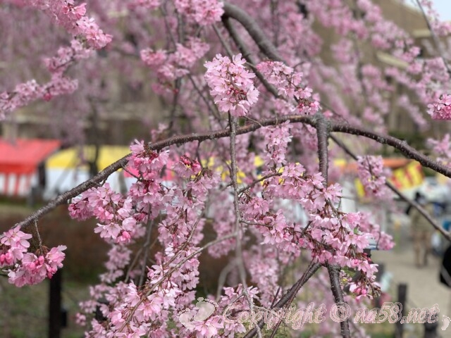 鶴舞公園（名古屋市）のしだれ桜満開と屋台