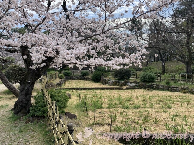 鶴舞公園　桜とハナショウブ園