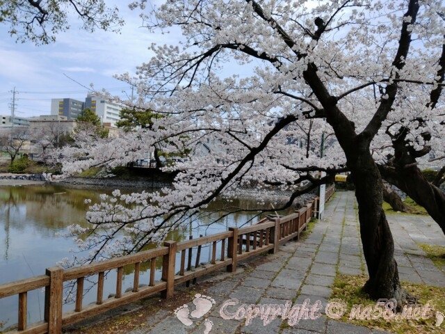 鶴舞公園の竜ヶ池周辺の桜　満開