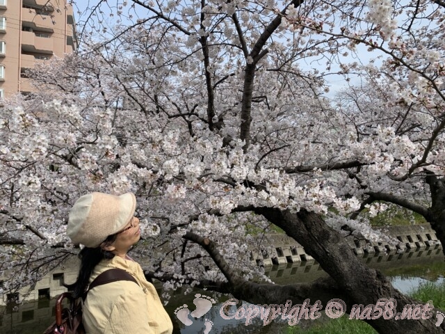 五条川（愛知県岩倉市）の桜並木