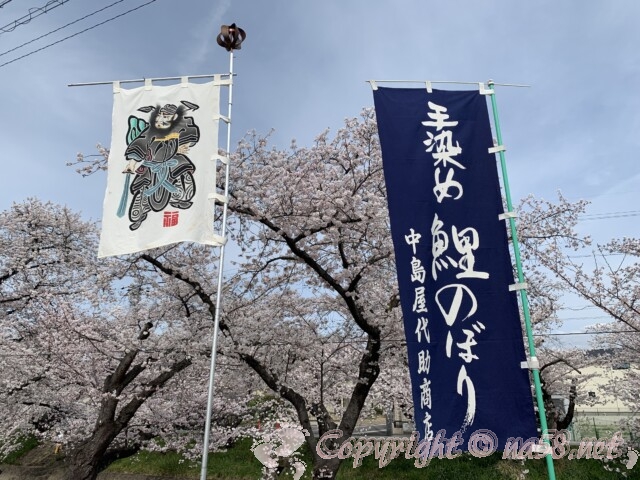 五条川（愛知県岩倉市）の桜並木と藍染め鯉のぼりののぼり