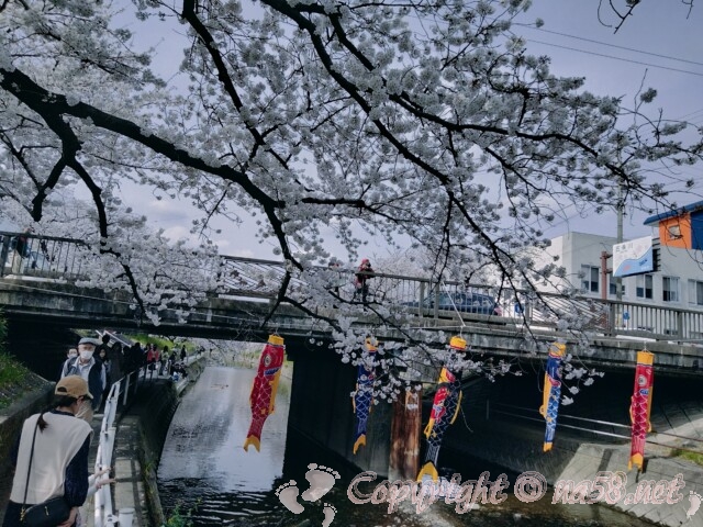 五条川（愛知県岩倉市）の桜並木と藍染め鯉のぼり