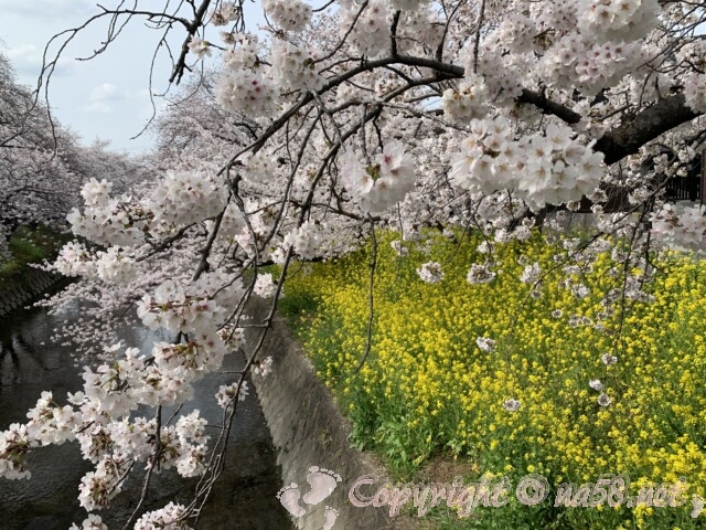 五条川（愛知県岩倉市）の桜並木と菜の花
